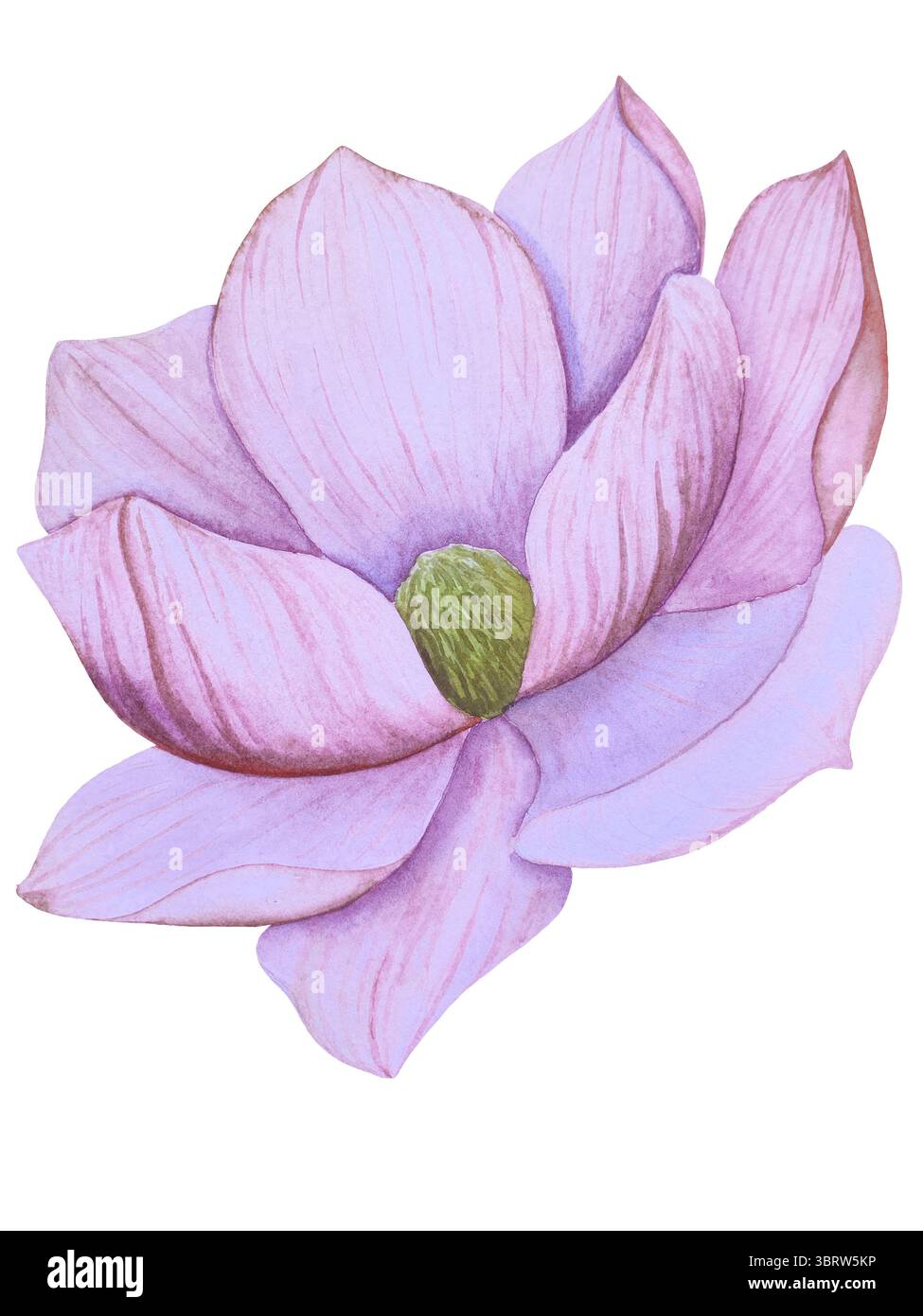 Set di clipart per matrimoni ad acquerello. Illustrazioni dipinte a mano con attributi nuziali e fiori di magnolia isolati sul bianco. Grafica romantica per invit Foto Stock