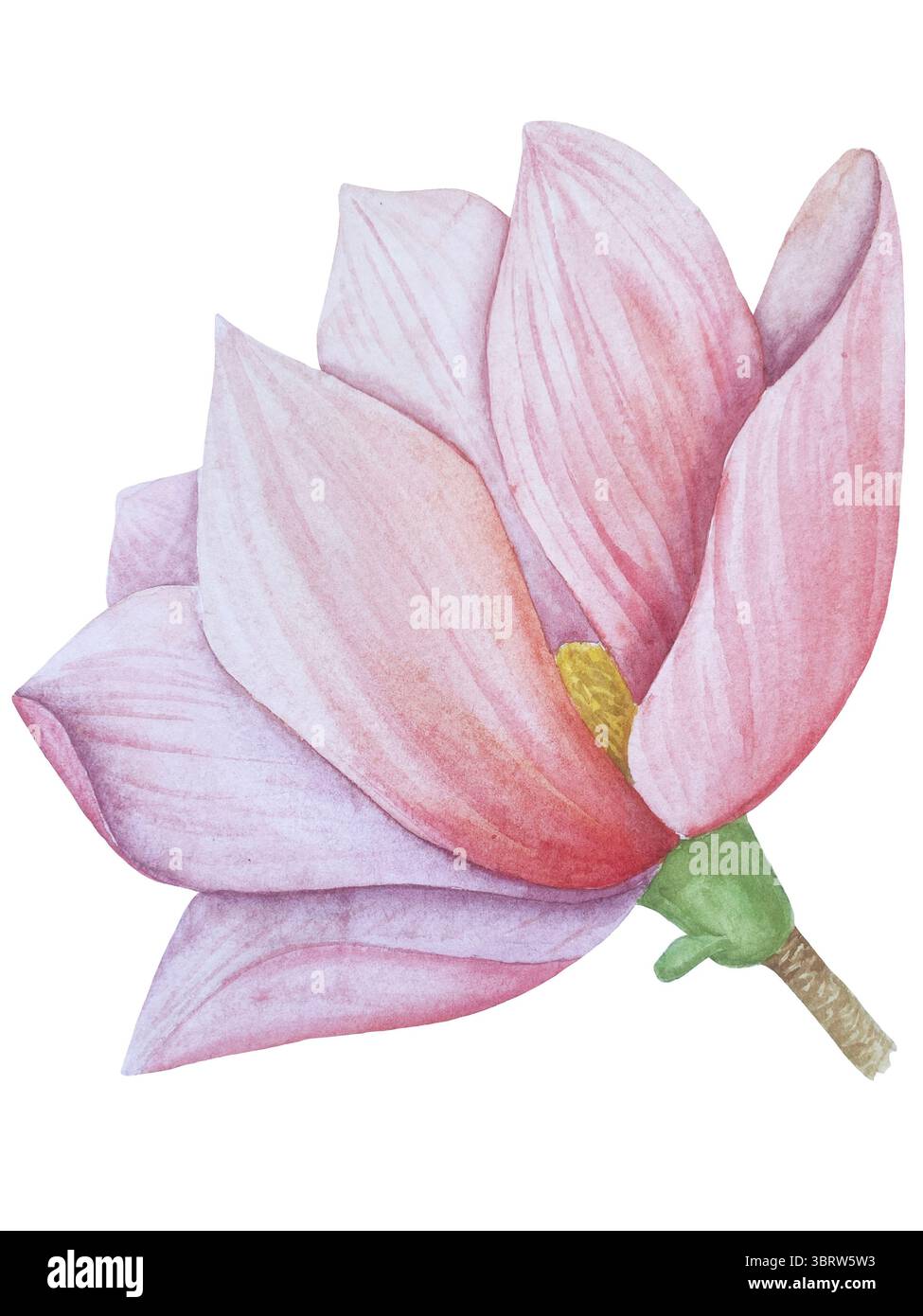 Set di clipart per matrimoni ad acquerello. Illustrazioni dipinte a mano con attributi nuziali e fiori di magnolia isolati sul bianco. Grafica romantica per invit Foto Stock