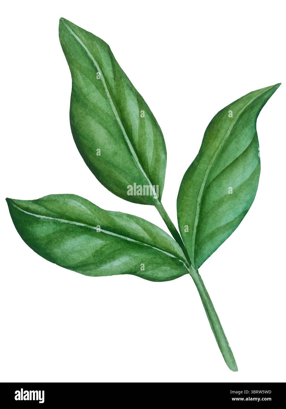 Set di clipart per matrimoni ad acquerello. Illustrazioni dipinte a mano con attributi nuziali e fiori di magnolia isolati sul bianco. Grafica romantica per invit Foto Stock