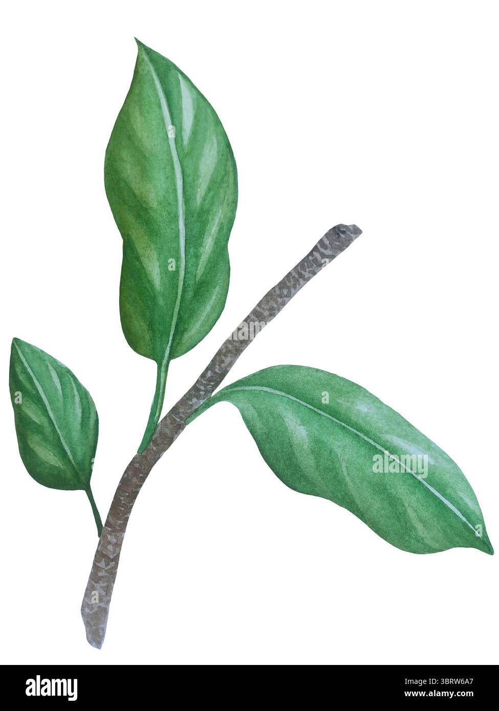 Set di clipart per matrimoni ad acquerello. Illustrazioni dipinte a mano con attributi nuziali e fiori di magnolia isolati sul bianco. Grafica romantica per invit Foto Stock