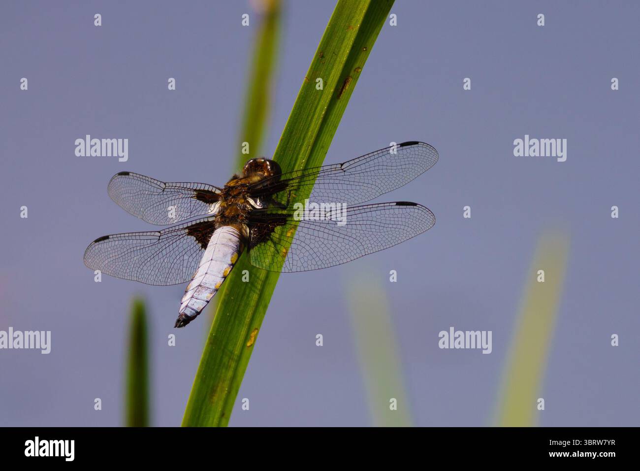 Un ampio e corposo chaser libellula Foto Stock