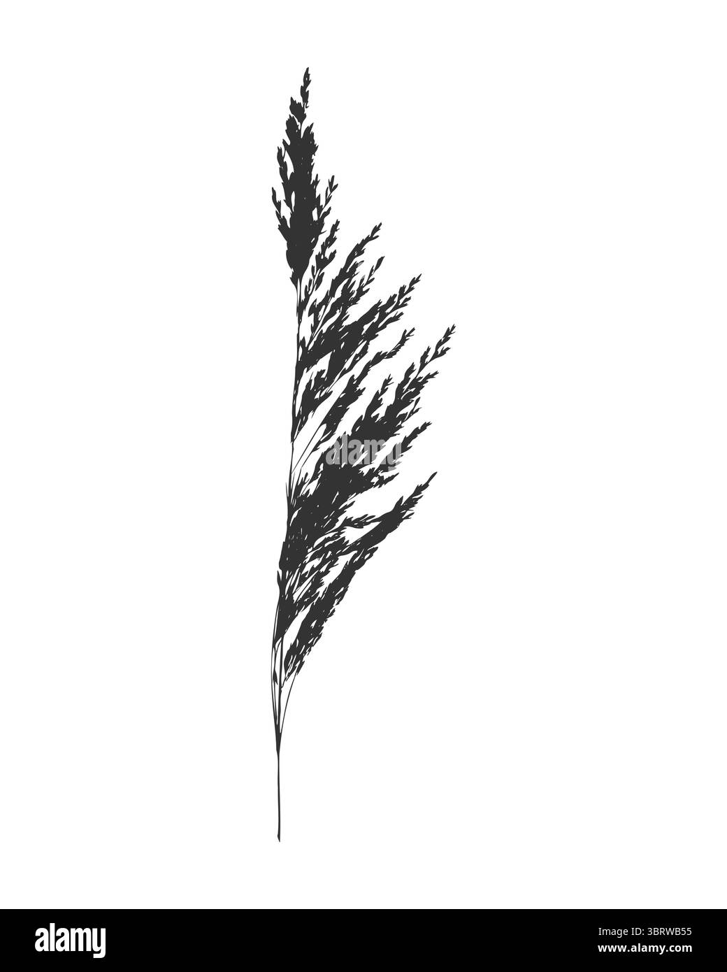 Ramoscello sagomato di prato Calamagrostis acutiflora. Stampa nero su bianco. Illustrazione vettoriale Illustrazione Vettoriale