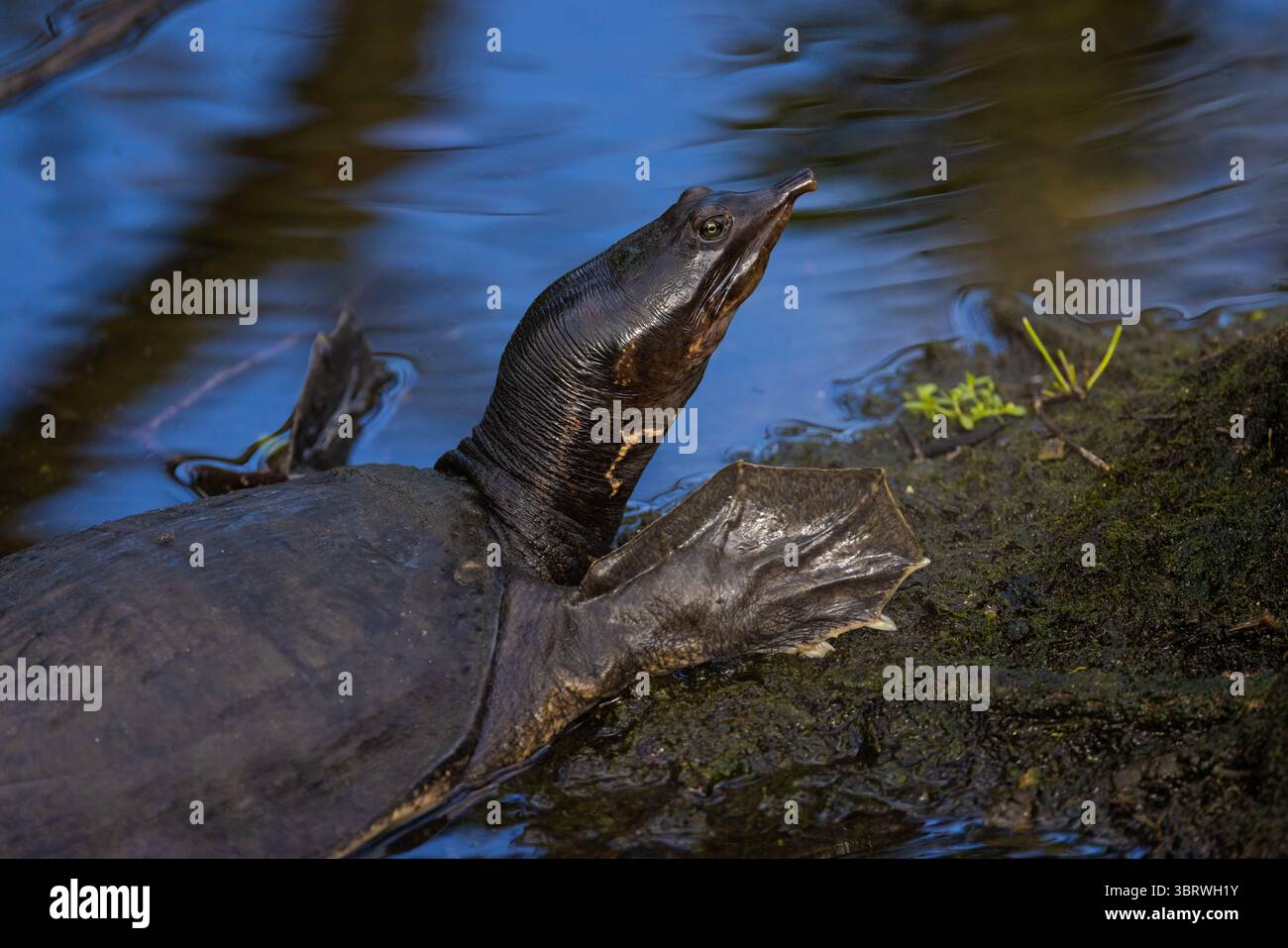 Florida Soft Shell Turtle Pointy Nose and Webbed Feet Foto Stock