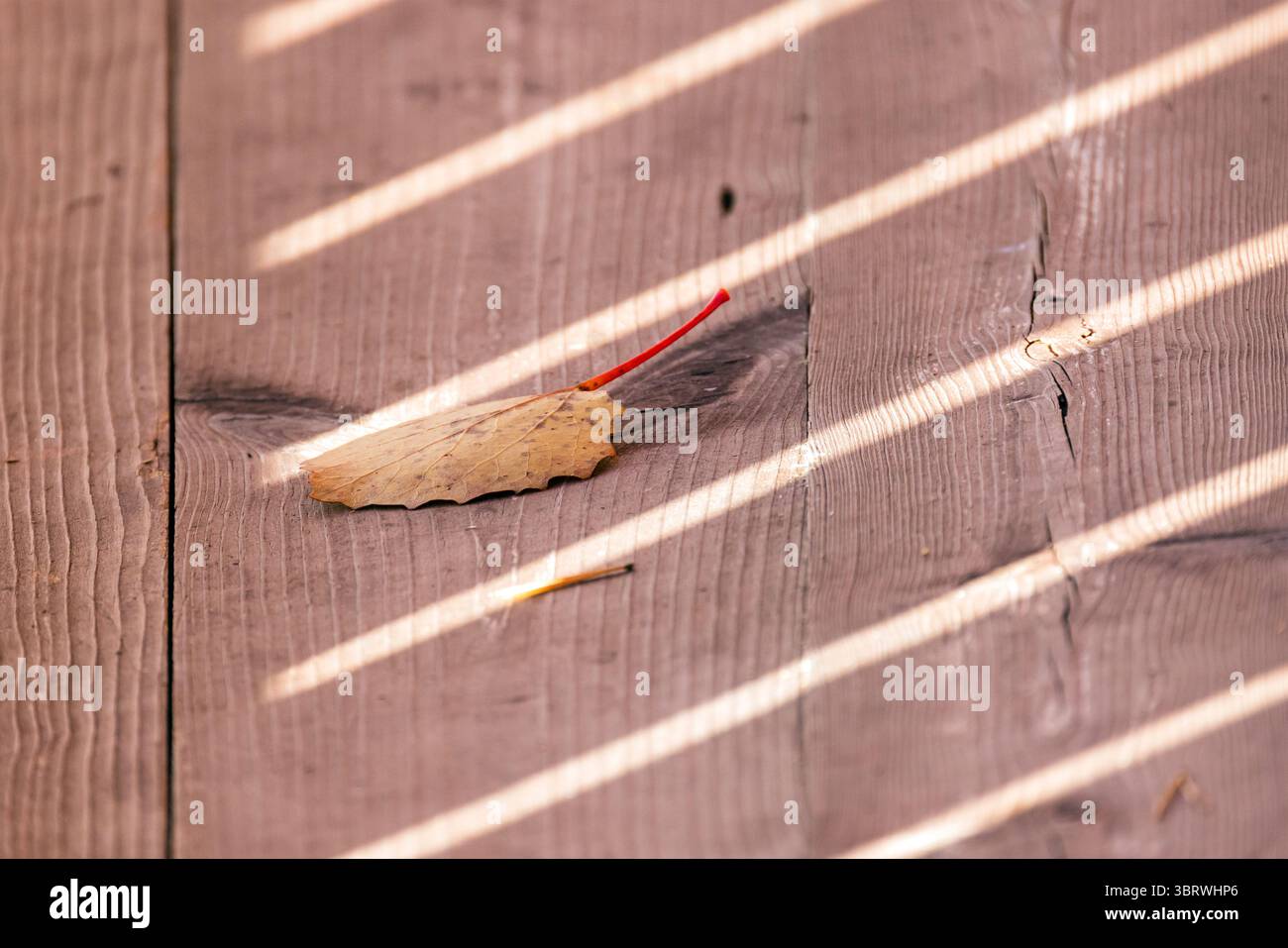 Una foglia d'autunno poggia su una rustica superficie in legno illuminata dalla luce naturale del sole, creando un gioco di luci e ombre, simboleggiando la stagione tran Foto Stock