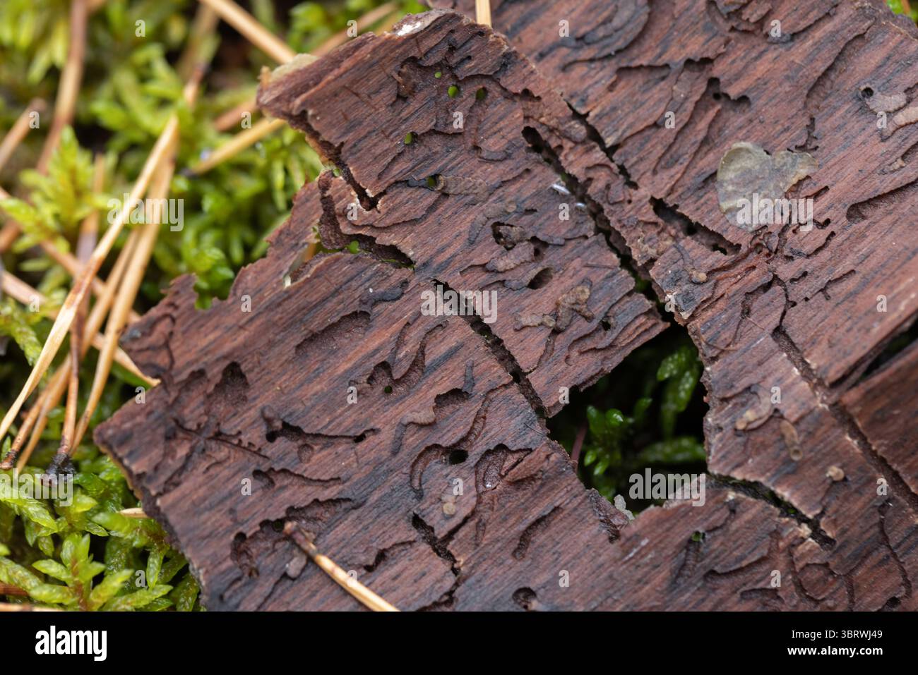 Foto macro dettagliata di muschio sovrastante di corteccia d'albero, che mostra affascinanti texture e motivi all'interno di un ambiente naturale di foresta Foto Stock