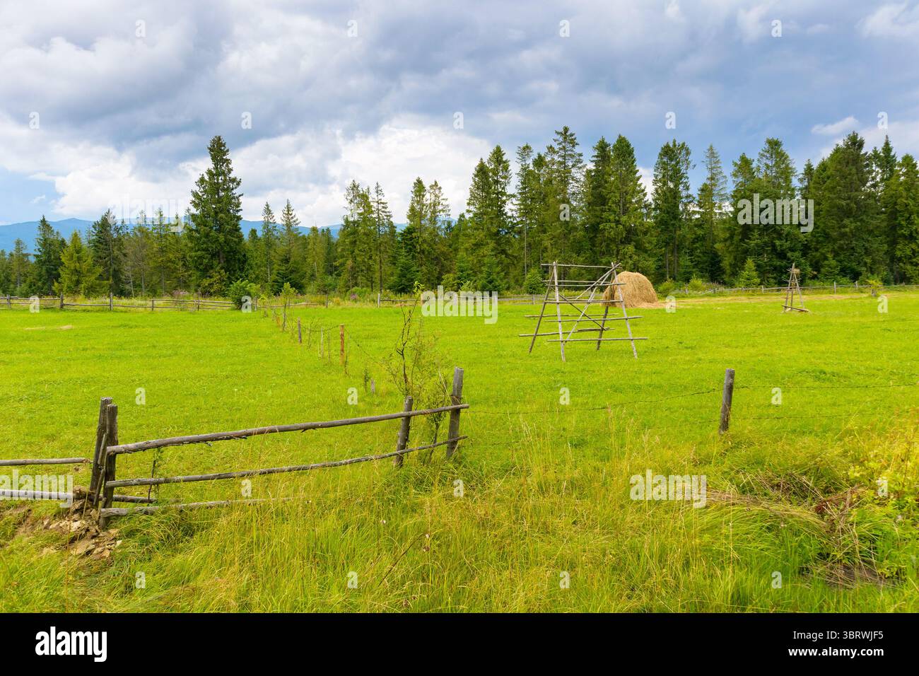 campo di fieno rurale vicino alla foresta. erba verde dietro la recinzione di legno. il clima è nuvoloso in estate. splendido paesaggio con pascolo naturale di fronte Foto Stock