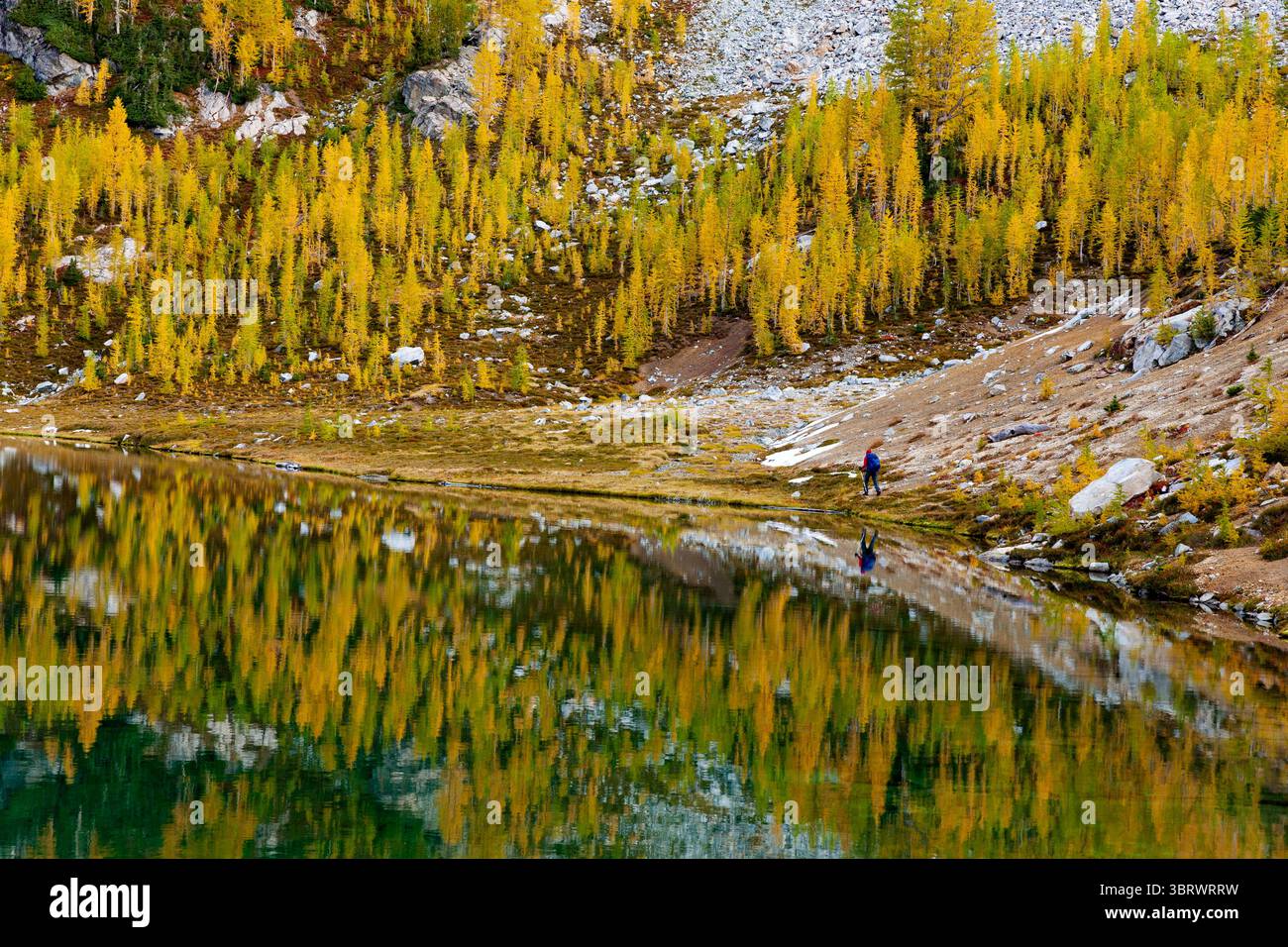 9 luglio 2020, Glacier Peak Wilderness, Washington, Stati Uniti: Woman Hiking Along Lower Ice Lake. Larici che passano dal verde al giallo durante il clima più fresco all'inizio dell'autunno presso il Lower Ice Lake, la foresta nazionale di Okanogan Wenatchee. (Immagine di credito: © Tom Kirkendall/ZUMA Wire) Foto Stock