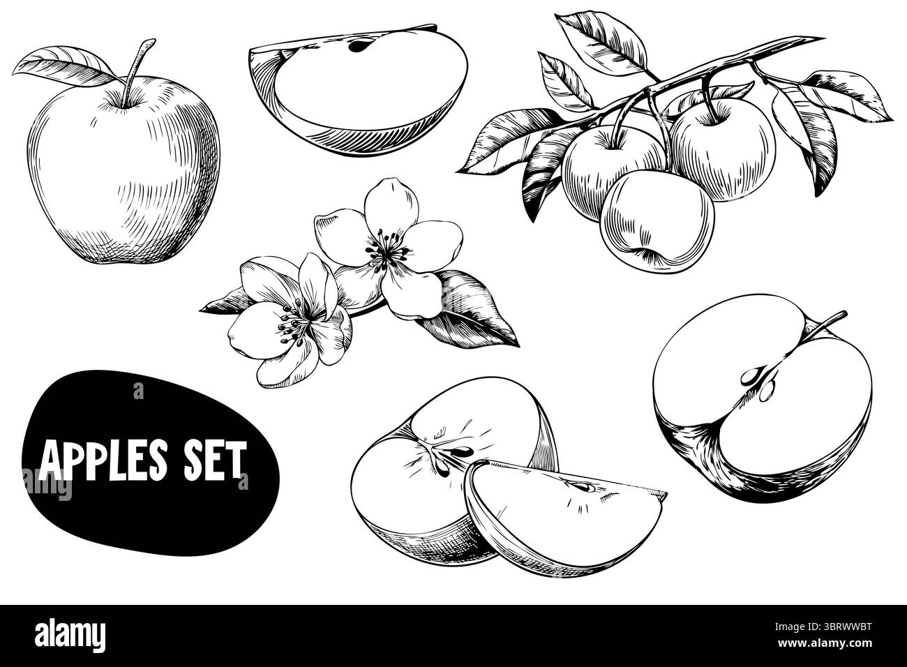 Una collezione di mele trafilate a mano, tra cui mele intere, fette di mele e fiori di mele. Le illustrazioni sono dettagliate e mostrano varie mele Illustrazione Vettoriale