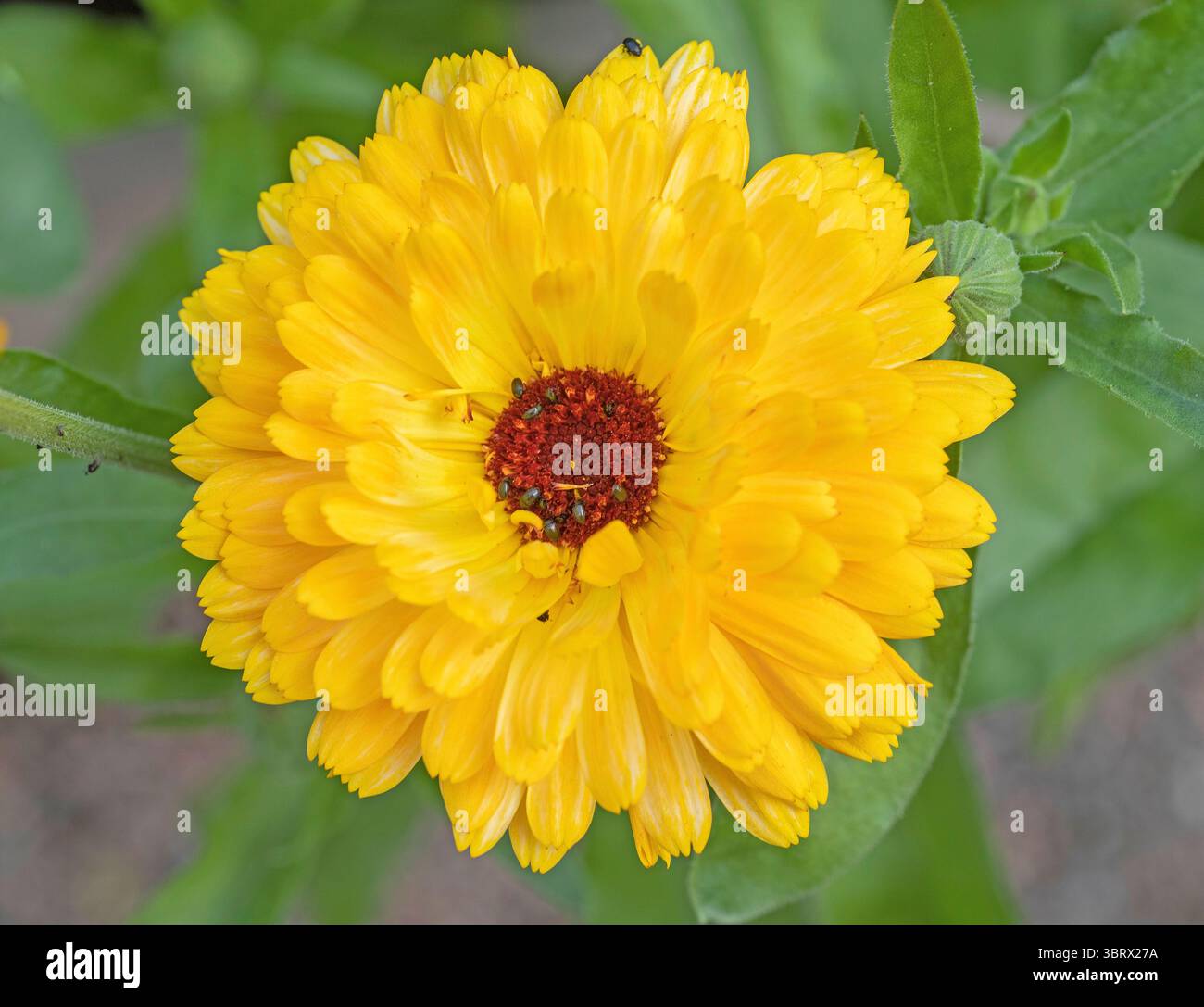 primo piano di una calendula gialla con piccoli coleotteri Foto Stock