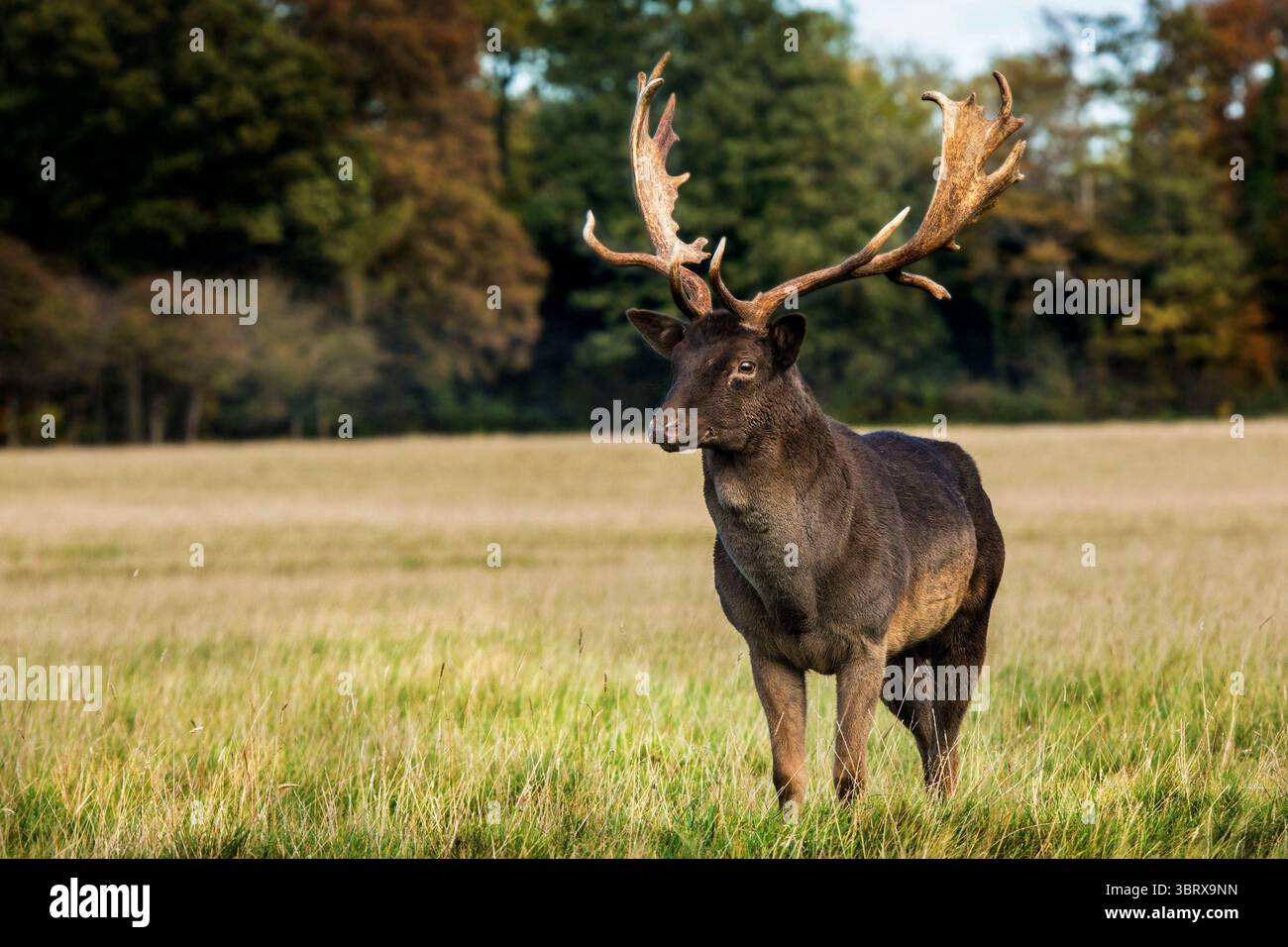 Fellow Deer Stag in Autumn Colours, Phoenix Park, Dublino, Irlanda Foto Stock