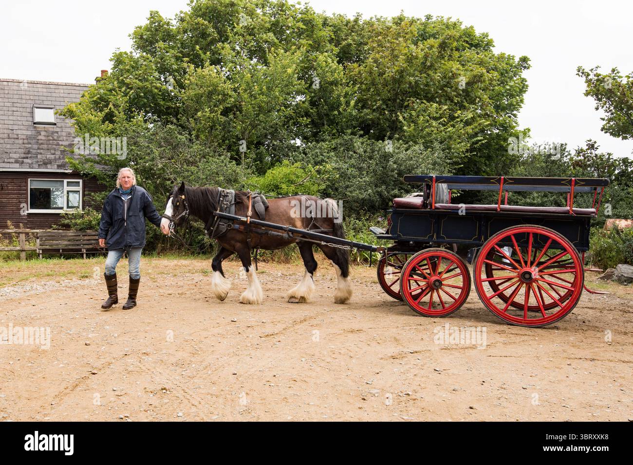 L'immagine cattura un momento di guida in carrozza con un cavallo che tira un carro che offre un'esperienza a Sark per vedere la campagna e ascoltare le opinioni del locale Foto Stock