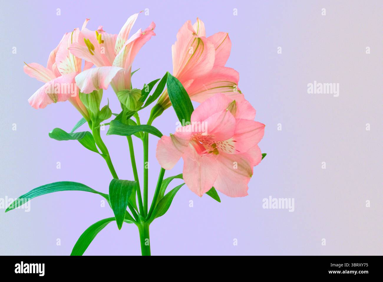 Delicati fiori di Alstroemeria rosa con steli verdi su sfondo viola tenue e sfumato. Ideale per temi floreali, romantici o femminili. Foto Stock