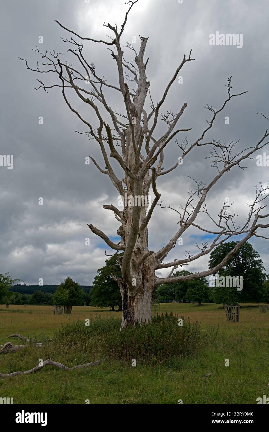 Questo antico albero morto ancora in piedi è stato trovato nel Chirk Castle Deer Park vicino a Wrexham nel Galles del Nord. Foto Stock