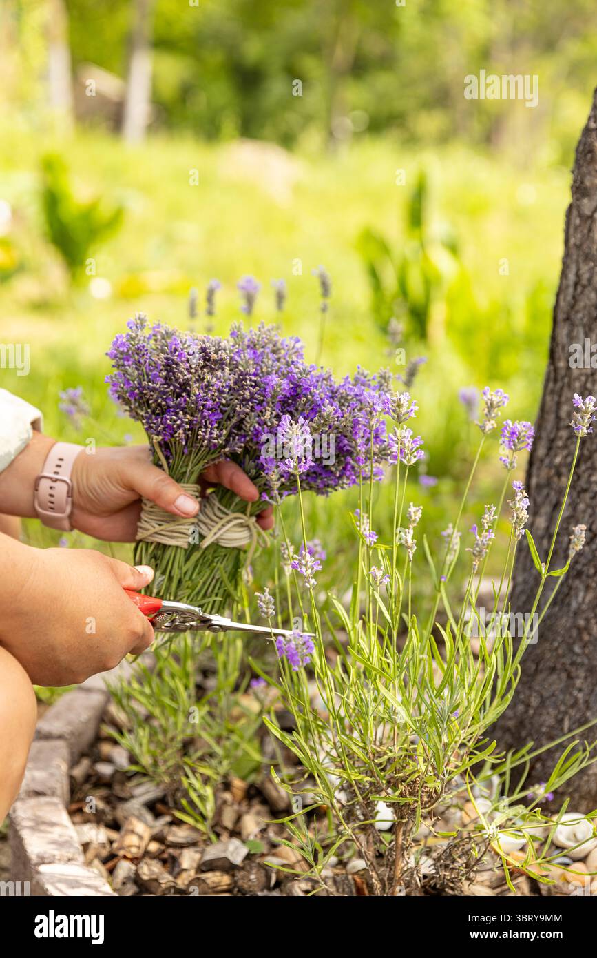 Giardiniere che raccoglie fiori di lavanda in un bellissimo giardino Foto Stock