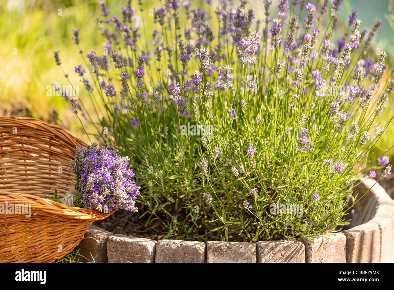 Il bouquet di lavanda appena raccolta poggia su un cesto di vimini in un giardino vivace, che mette in mostra la bellezza della generosità della natura Foto Stock