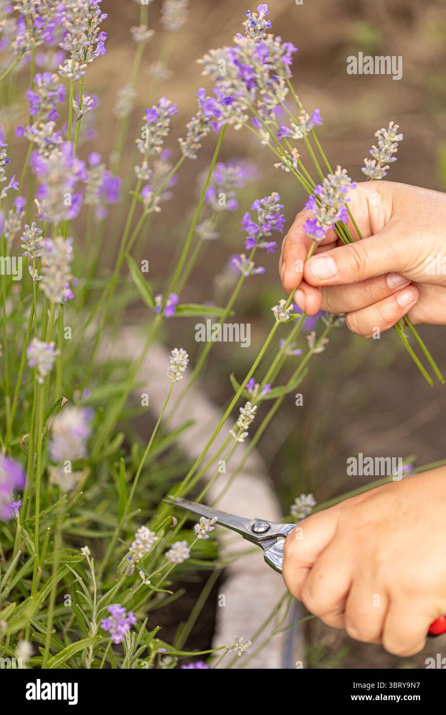 Giardiniere che raccoglie fiori di lavanda con forbici nel campo in fiore Foto Stock