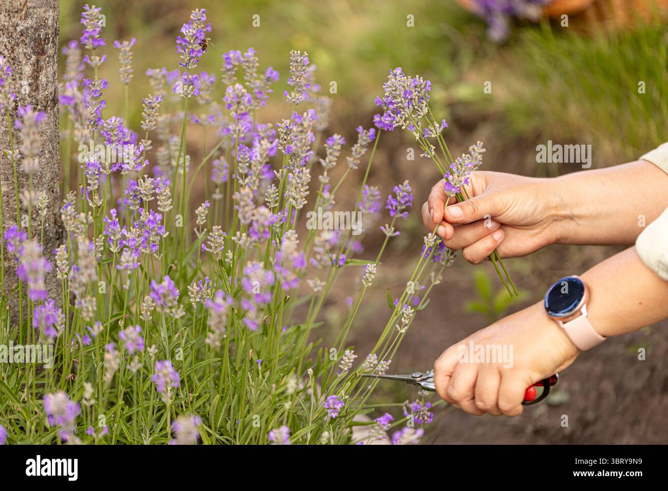 Concetto di taglio a mano di fiori di lavanda, primo piano Foto Stock