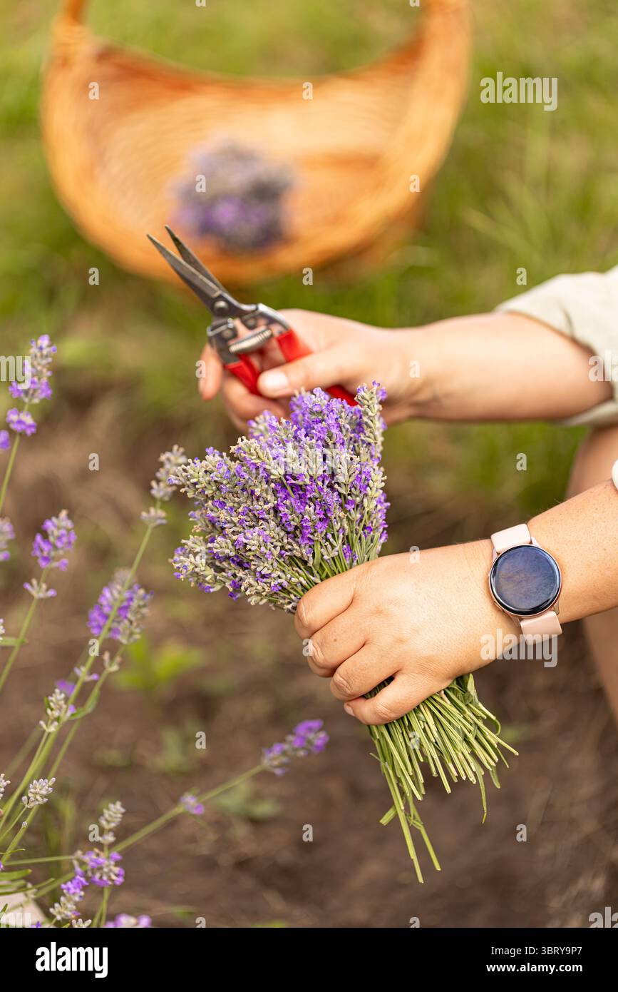 Donna che raccoglie fiori di lavanda in un campo con forbici e cesto sullo sfondo Foto Stock