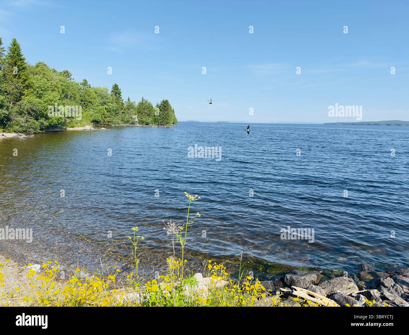 Una splendida giornata estiva su un lago tranquillo con cieli azzurri e acque tranquille. Foto Stock