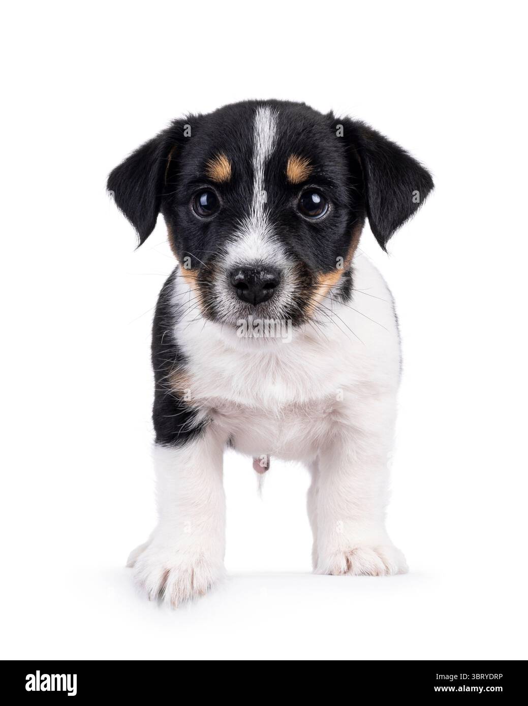 Carino e dolce cucciolo di cane Jack Russell, in piedi davanti. Guardando verso la fotocamera. Isolato su sfondo bianco. Foto Stock