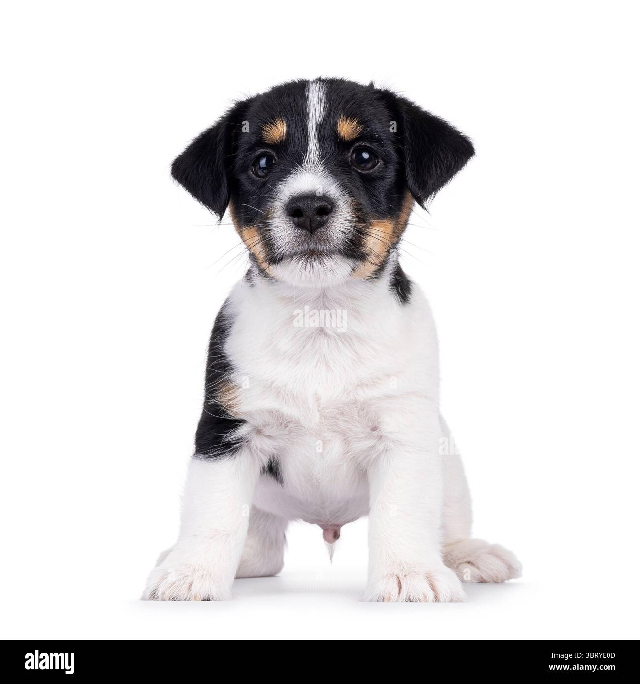 Carino e dolce cucciolo di cane Jack Russell, in piedi goffo di fronte. Guardando verso la fotocamera. Isolato su sfondo bianco. Foto Stock
