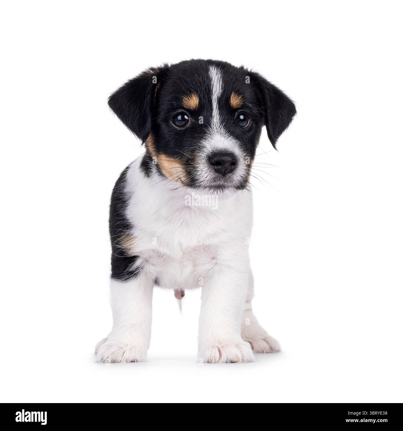 Carino e dolce cucciolo di cane Jack Russell, in piedi davanti. Guardando accanto alla telecamera. Isolato su sfondo bianco. Foto Stock