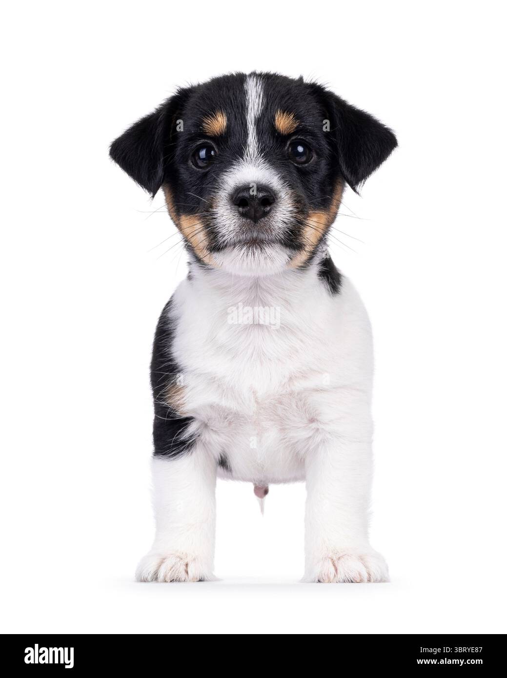 Carino e dolce cucciolo di cane Jack Russell, in piedi davanti. Guardando verso la fotocamera. Isolato su sfondo bianco. Foto Stock