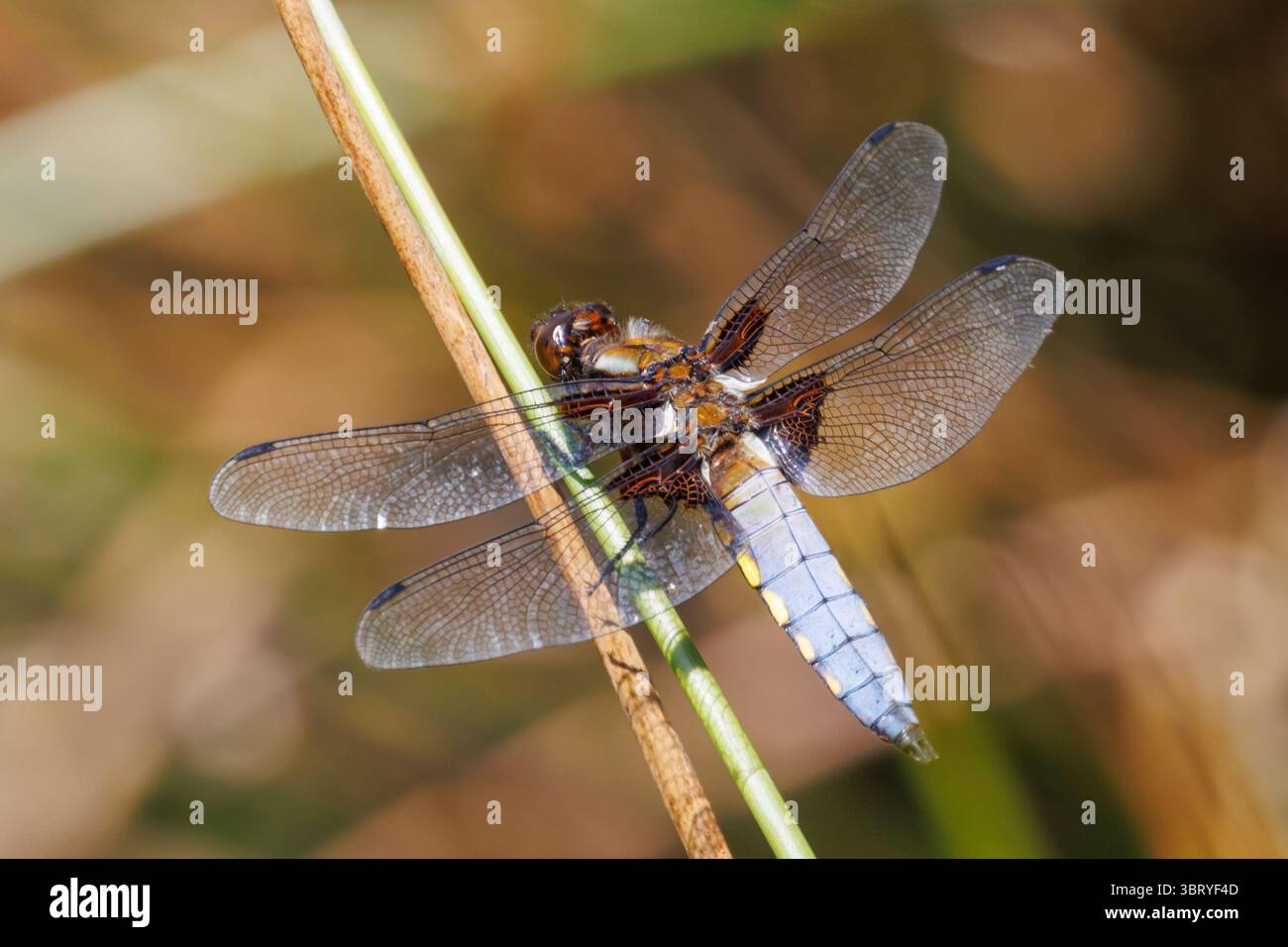 Dragonfly inseguitore maschile dal corpo largo, Libellula depressa. Sussex, Regno Unito Foto Stock