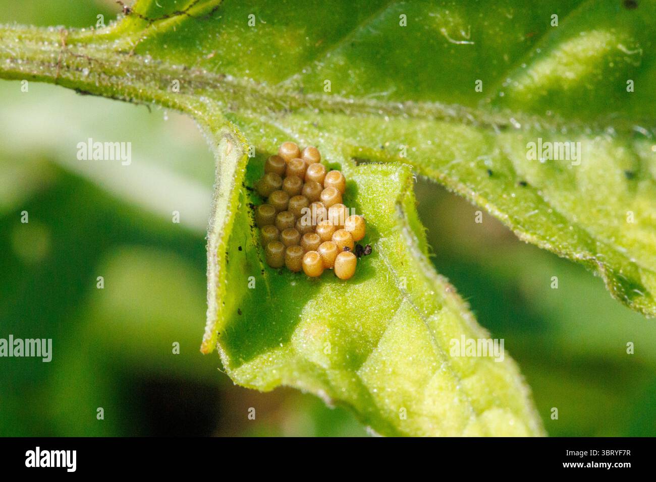 Scuoti le uova di insetto sulle foglie di una pianta di pomodoro. Sussex, Regno Unito Foto Stock