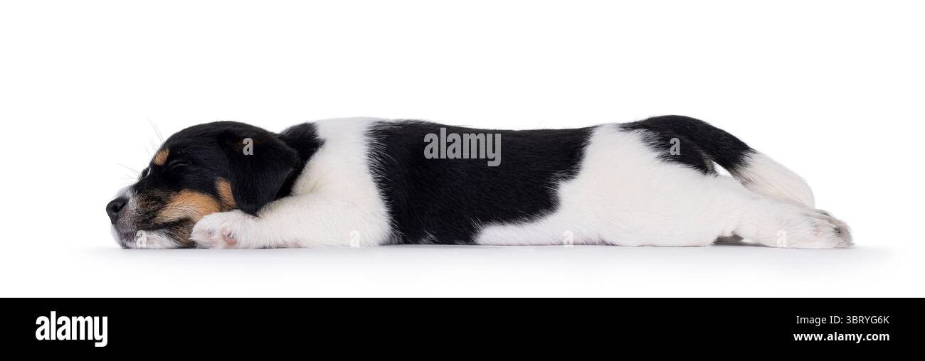 Cucciolo di cane Jack Russell carino e dolce, che si stende e dorme veloce. Isolato su sfondo bianco. Foto Stock
