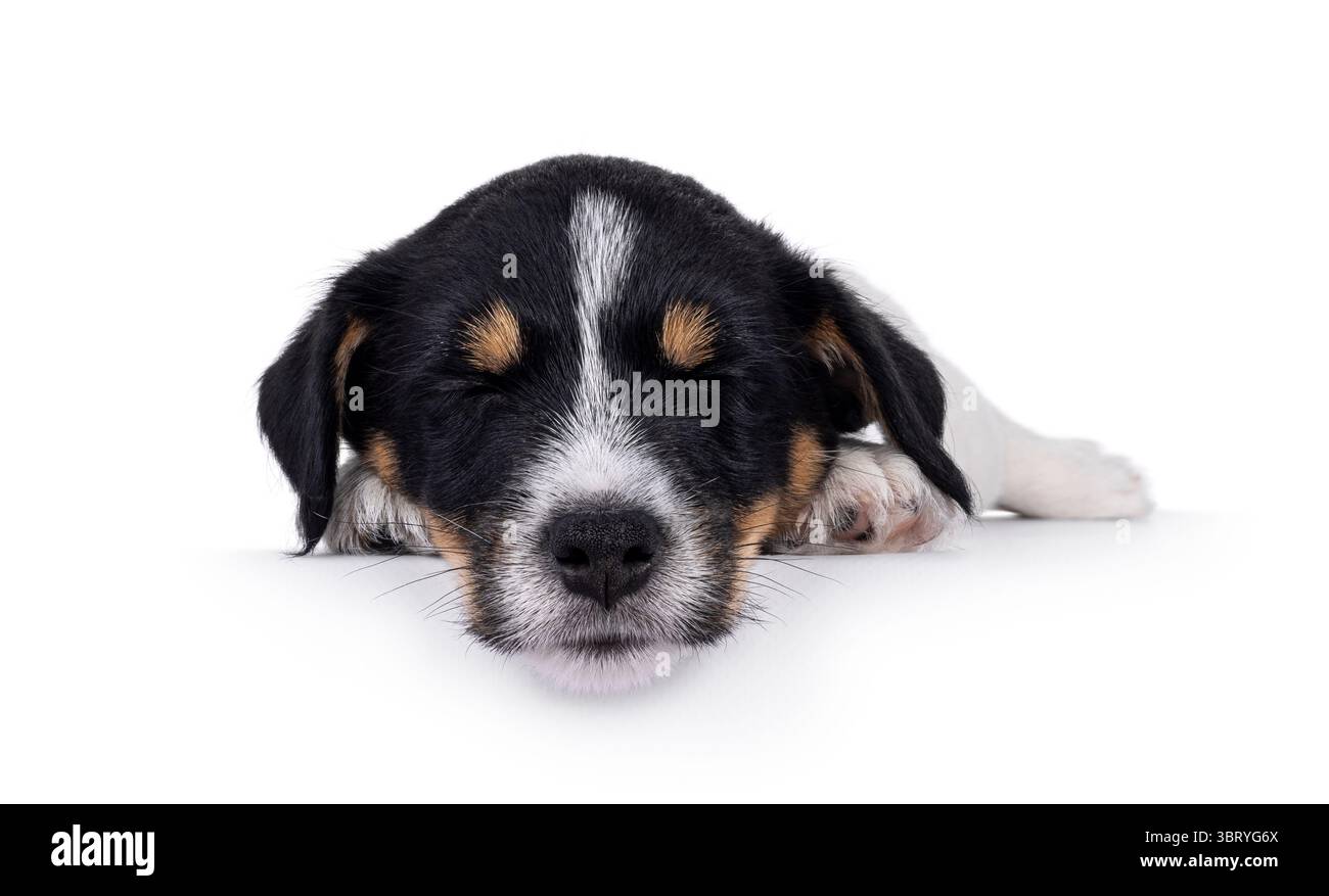 Carino e dolce cucciolo di cane Jack Russell, che dorme. Occhi chiusi. Isolato su sfondo bianco. Foto Stock