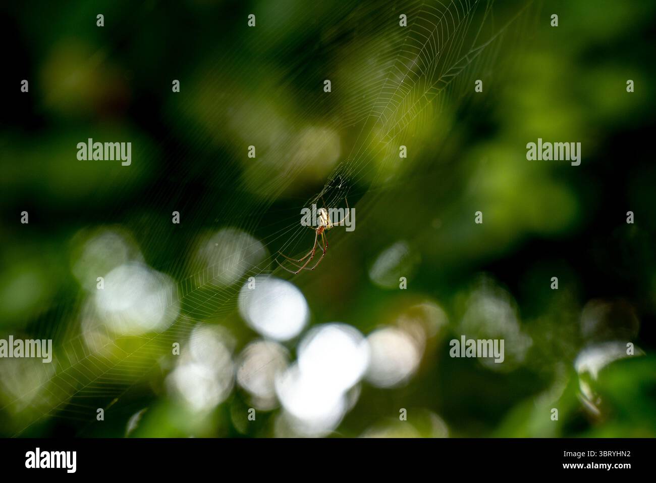 natura Foto Stock
