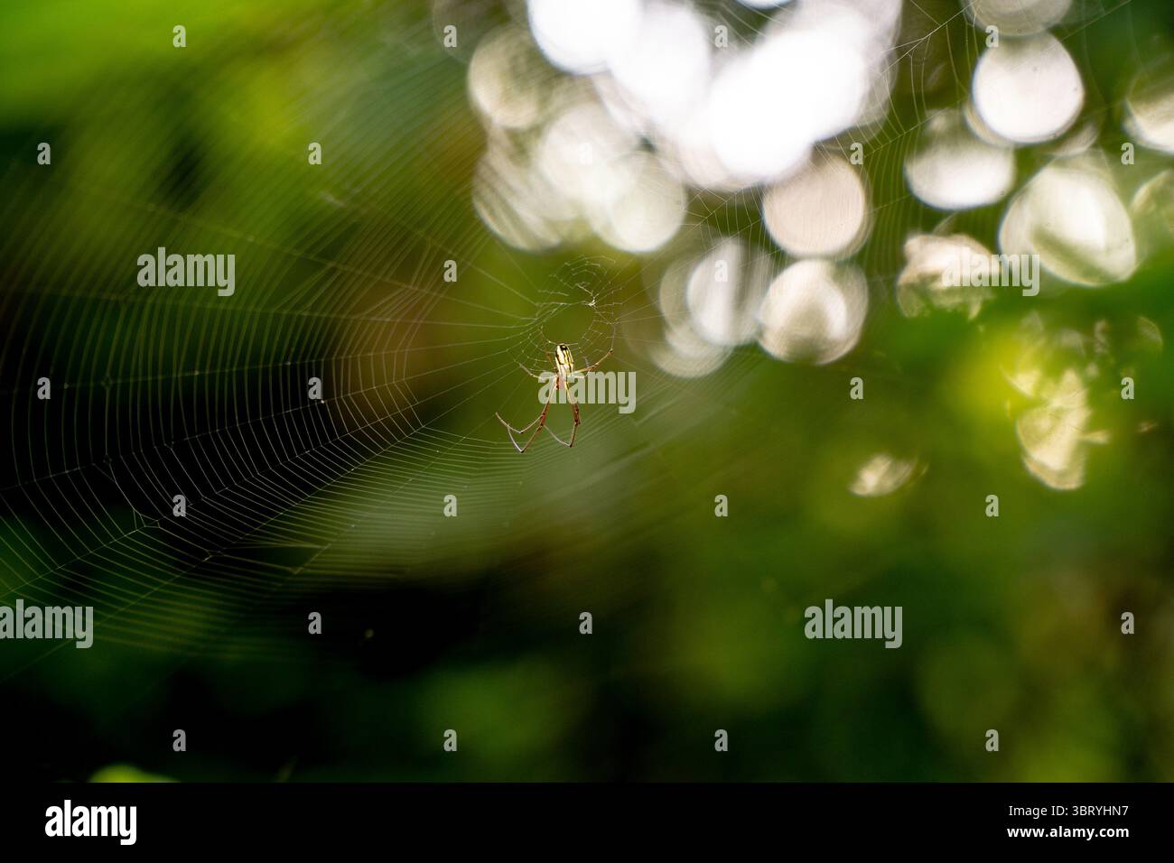 natura Foto Stock