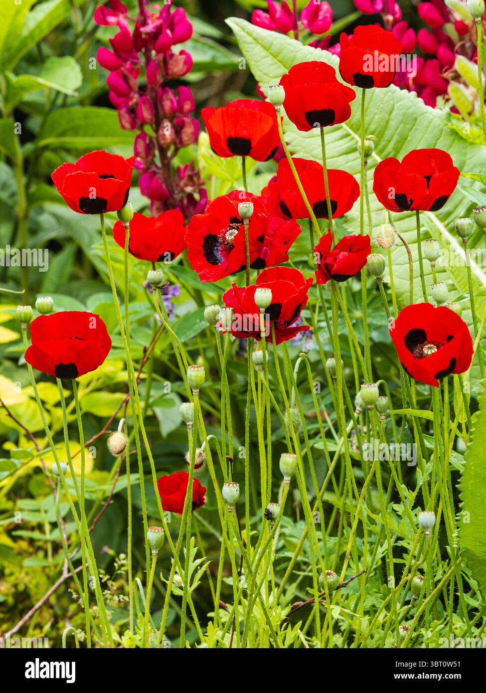 Fiori rossi macchiati neri del papavero annuale, Papaver commutatum Ladybird Foto Stock