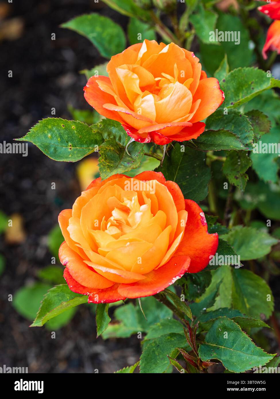 Doppio fiore di rosa, fragrante, floribunda, rosa "Super Trouper", rosa dell'anno 2010 Foto Stock