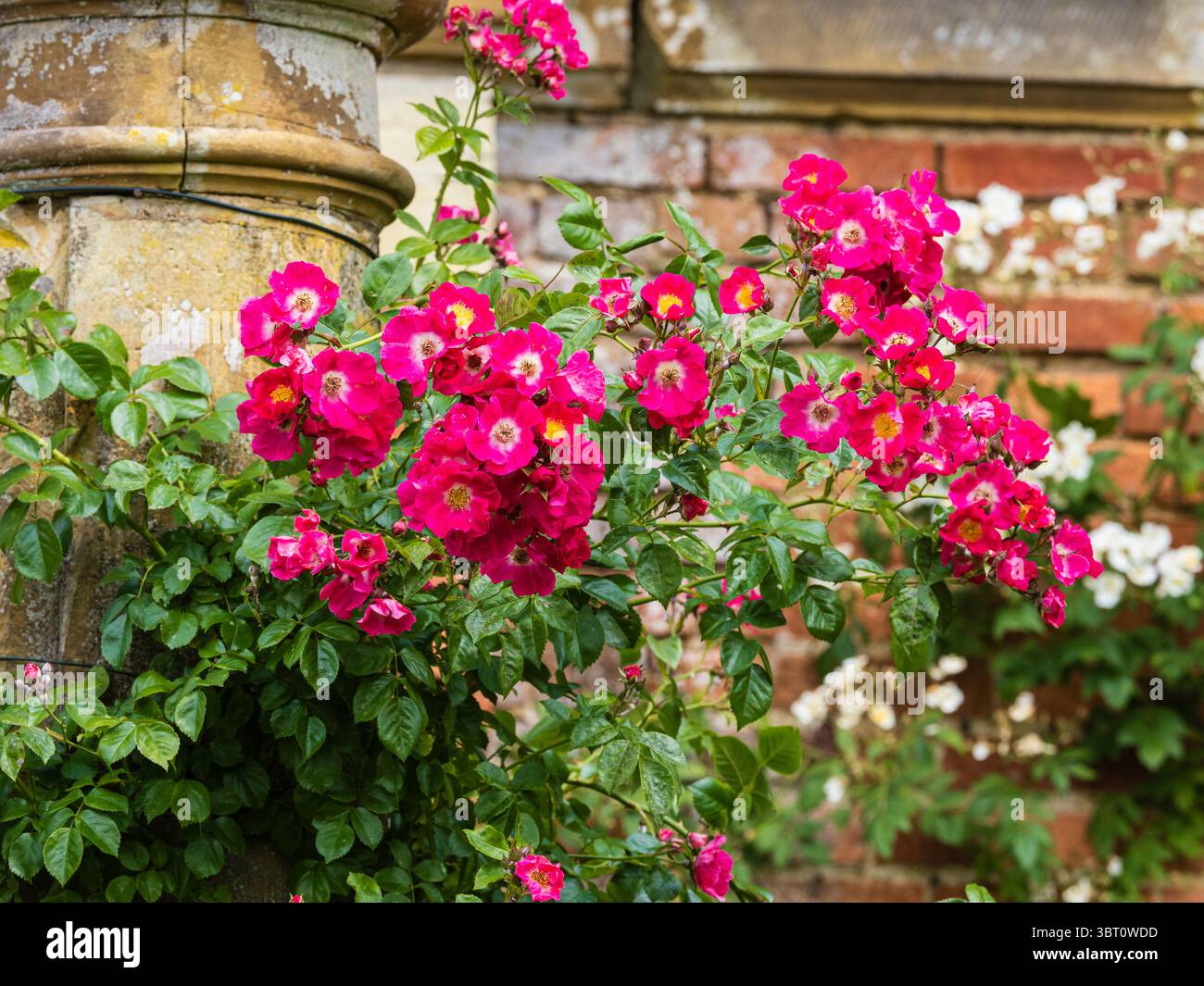 Fiori estivi rosa scuro della robusta rosa arrampicata, Rosa "Compassion" Foto Stock