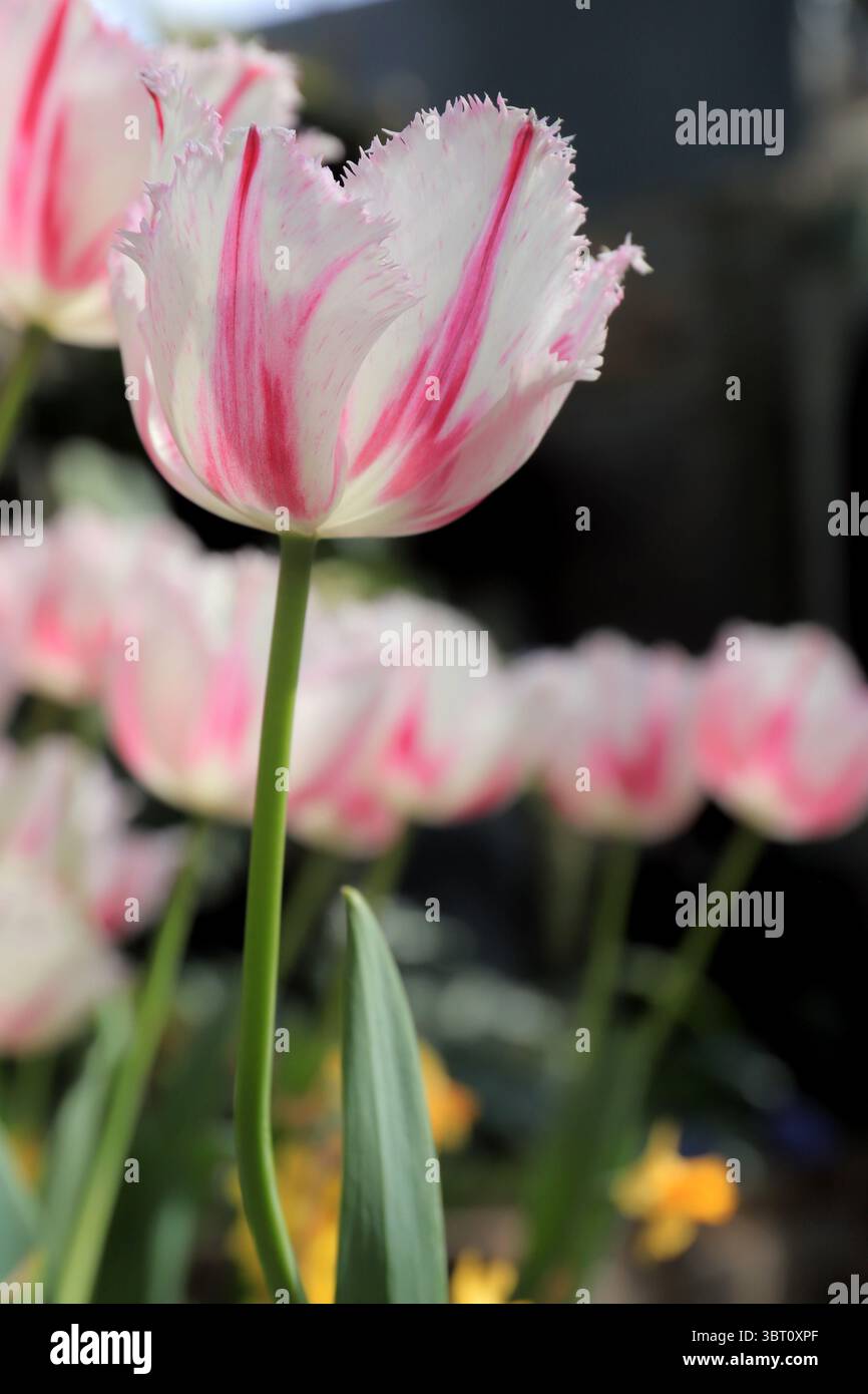 Sapevi che i tulipani potevano avere dei petali frangiati? Non lo sapevo finché non ne ho visto uno. Foto Stock