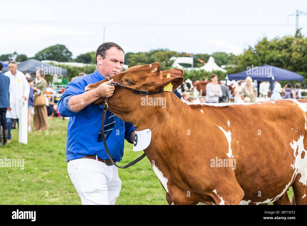 Stithians, Cornovaglia, Regno Unito. 14 luglio 2025. Lo spettacolo Stithians è andato avanti oggi nonostante le forti piogge. Il più grande spettacolo agricolo di un giorno della Cornovaglia, offre un assaggio tradizionale della vita rurale. Lo Stithians Show ha qualcosa per tutti: Mostre e dimostrazioni, animali, fiera, veicoli d'epoca, cibo e artigianato e una vasta scelta di negozi, dalle fiere e dai produttori locali. Crediti: Keith Larby/Alamy Live News Foto Stock