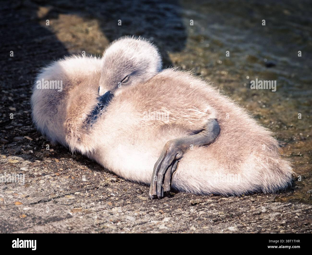 Un primo piano di un cigno cygnet bambino carino che dorme velocemente. Foto Stock