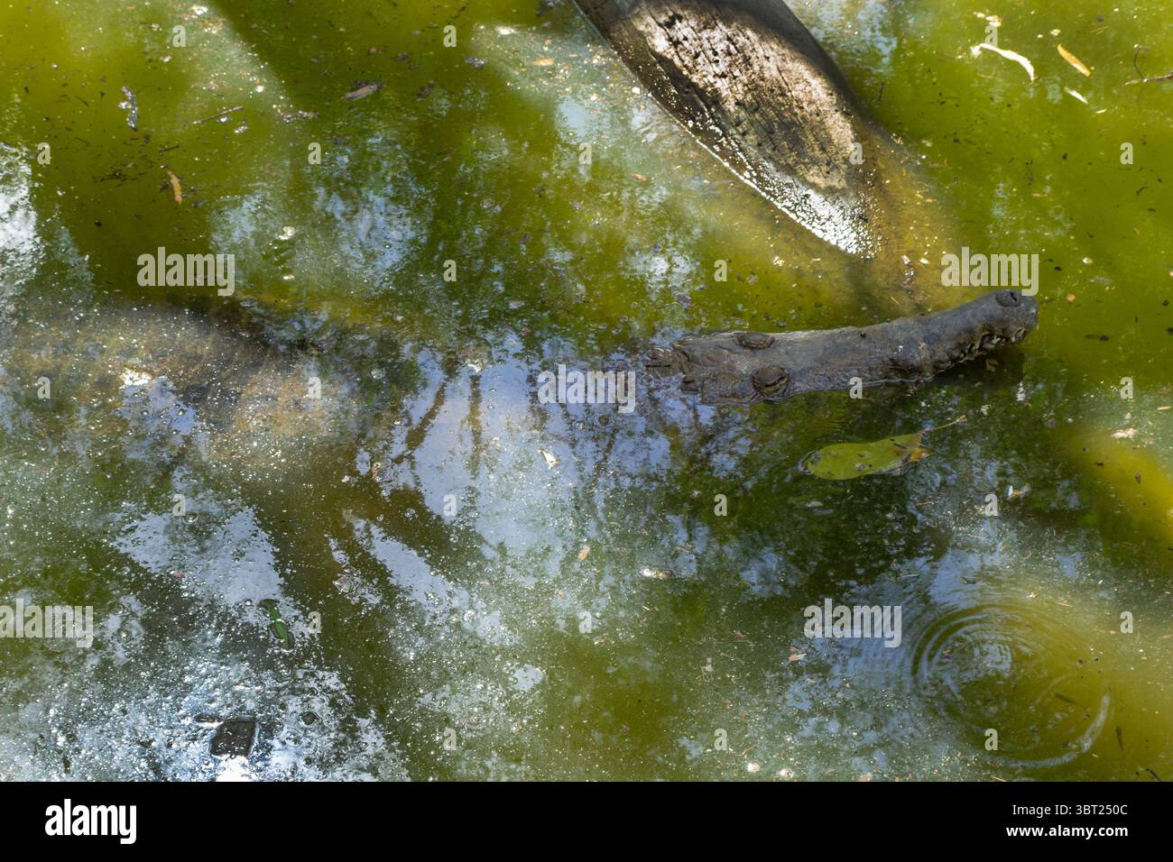 Coccodrilli di acqua salata e dolce (Crocodylus porosus) in the Wild – potenti Apex Predators della foresta pluviale di Daintree in Australia. Alligatore, pericolo. Foto Stock