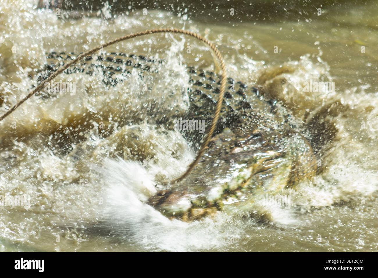 Coccodrilli di acqua salata e dolce (Crocodylus porosus) in the Wild – potenti Apex Predators della foresta pluviale di Daintree in Australia. Alligatore, pericolo. Foto Stock