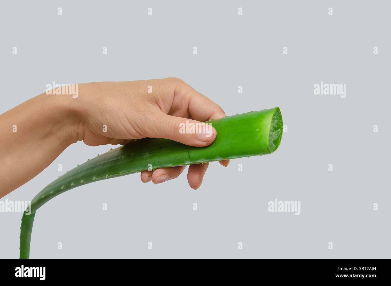 Mano femminile con foglia di aloe vera contro il grigio. Sostanza trasparente simile al gel all'interno. Medicina alternativa organica. Foto Stock