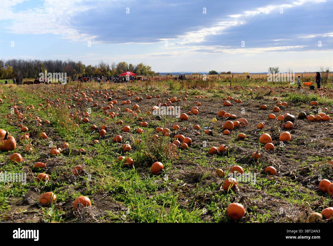 Donna che mantiene la zucca di Halloween Foto Stock