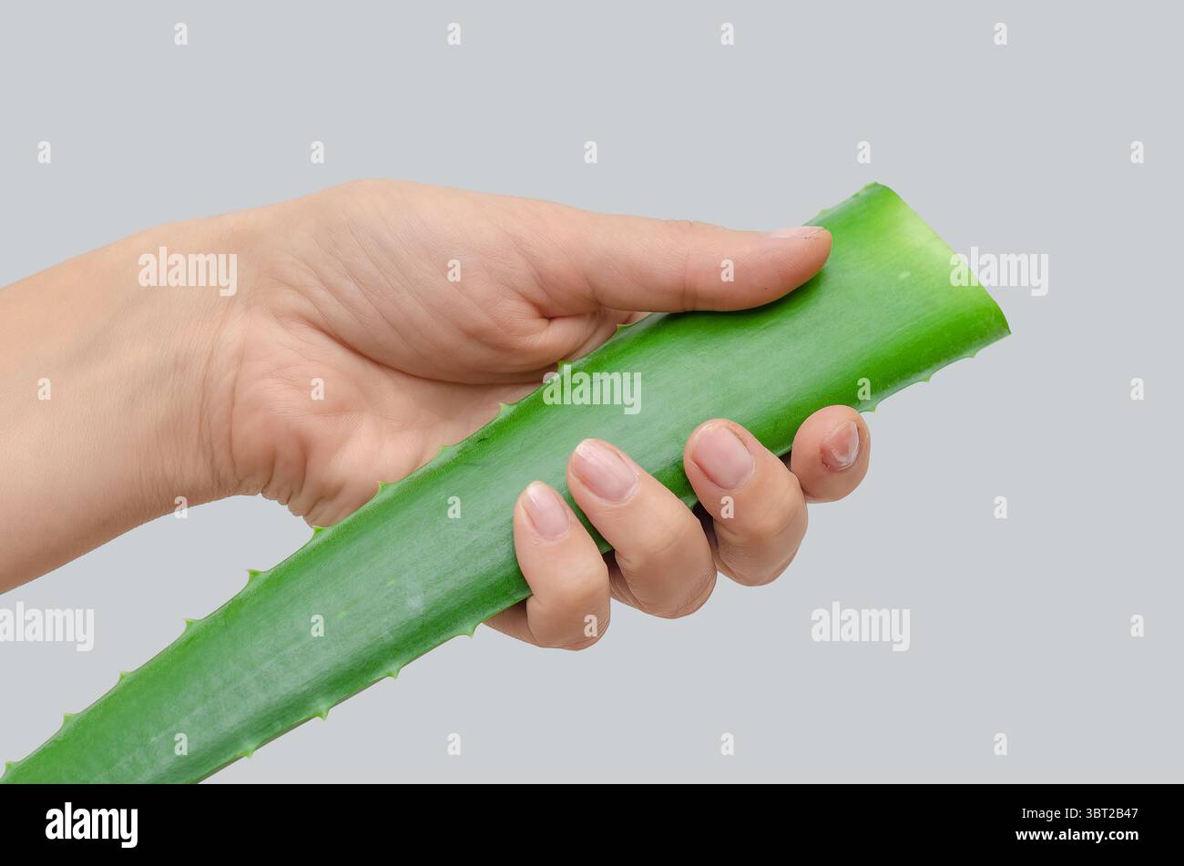 Mano femminile con foglia di aloe vera contro il grigio. Sostanza trasparente simile al gel all'interno. Medicina alternativa organica. Foto Stock
