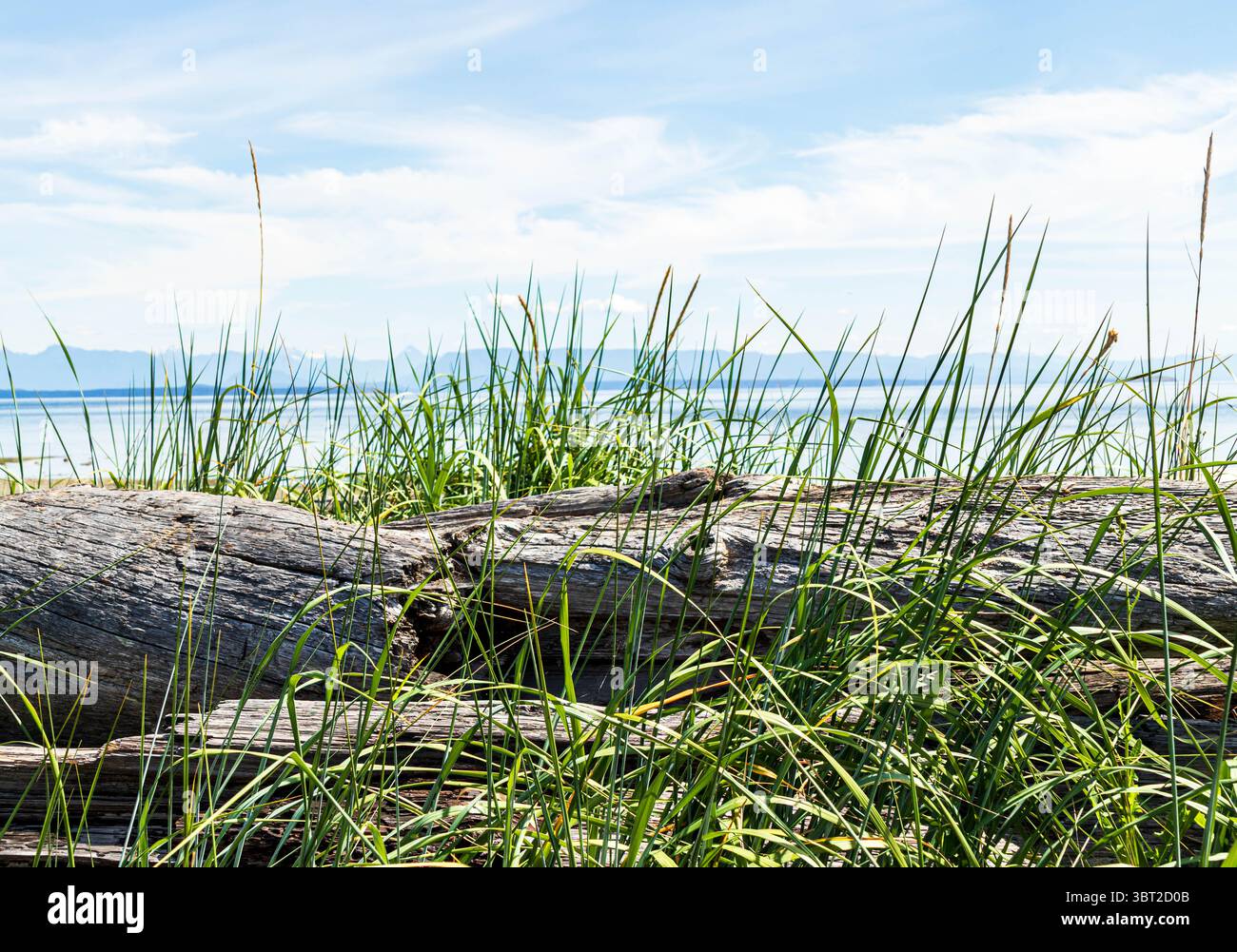 Driftwood ed erbe marine sull'isola di Vancouver, British Columbia. Montagne della terraferma in lontananza. Foto Stock