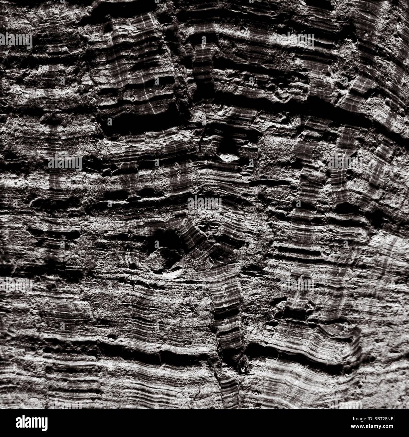 Foto in primo piano in bianco e nero della corteccia del tronco dell'albero con linee in legno naturale e consistenza robusta Foto Stock