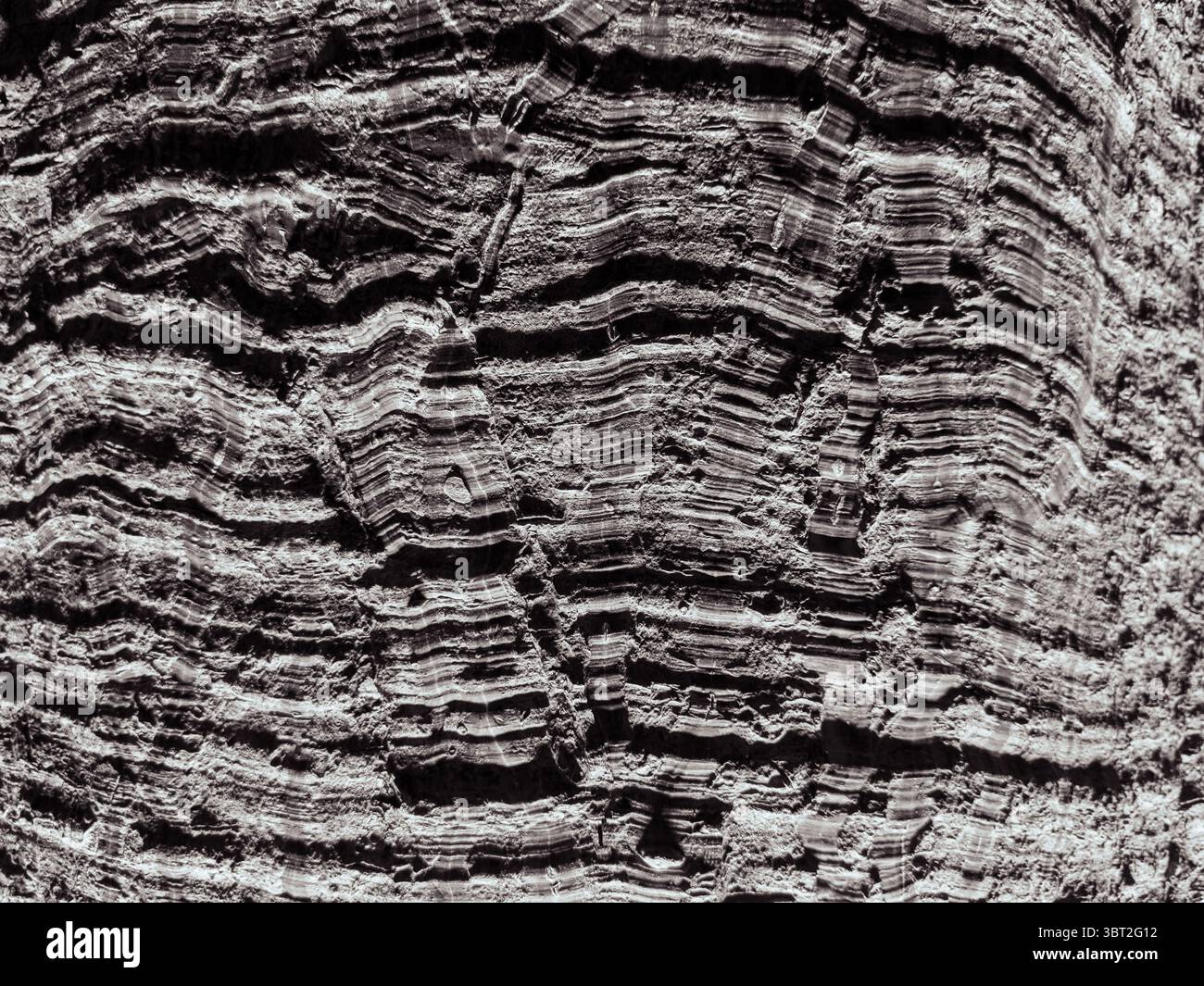 Foto in primo piano in bianco e nero della corteccia del tronco dell'albero con linee in legno naturale e consistenza robusta - foto orizzontale Foto Stock