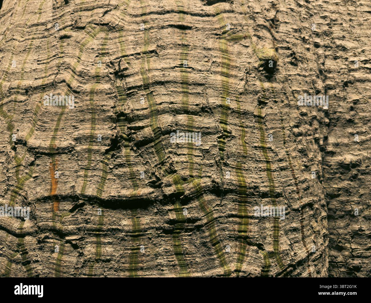Primo piano del tronco dell'albero con dettagli sulla struttura della corteccia e venature di legno naturale Foto Stock