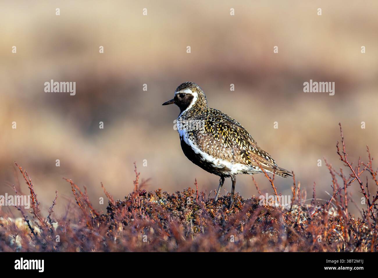 plover d'oro europeo / plover d'oro eurasiatico (Pluvialis apricaria) maschio in nidificazione di piumaggio sulla tundra in primavera, Jämtland, Svezia, Scandinavia Foto Stock