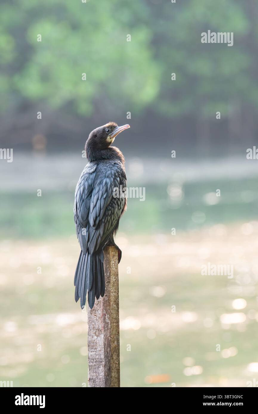 Cormorano indiano, shag o Phalacrocorax fuscicollis seduto su tronco di alberi, acque interne del subcontinente indiano, flora e fauna selvatiche di mangrovie Foto Stock